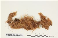 藏品(鱗葉苔屬)的圖片